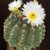 Notocactus_crassigibus